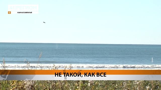 О ЖИЗНИ И РАЦИОНЕ СЕРЫХ КИТОВ РАССКАЗАЛИ В КРОНОЦКОМ З смотреть онлайн