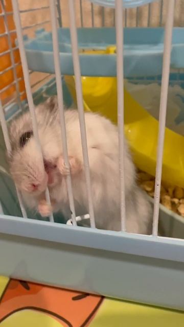 Прочему хомяк  так делает? Как реагировать?