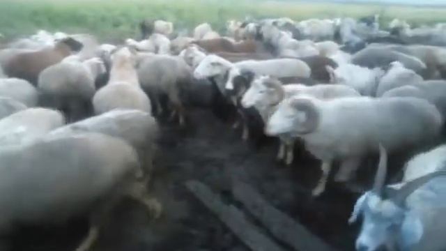 Сибирское село - козы и овцы Елены Чистополовой на ночлег