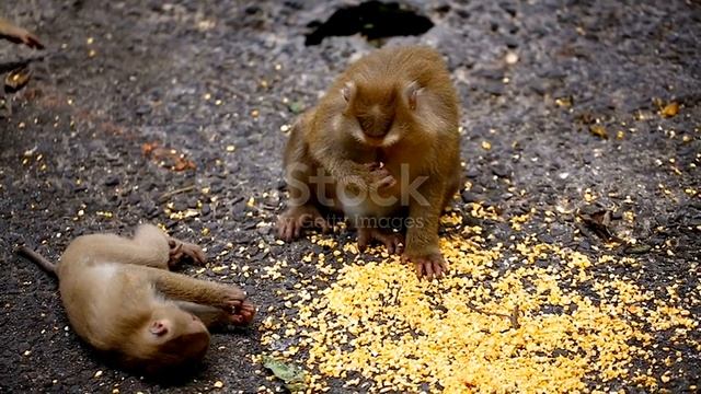 Обезьянки 1000011761.mp4 смотреть онлайн