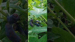 Жимолость готовится к сбору урожая.