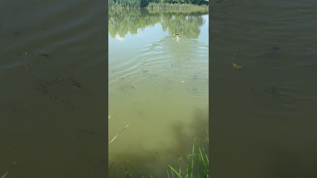 Заказал ДЕШЕВЫЙ КОРАБЛИК НА WB.. #рыбалка #снасти #охота #прикормка #кораблик #эхолот #трофеи #карп смотреть онлайн