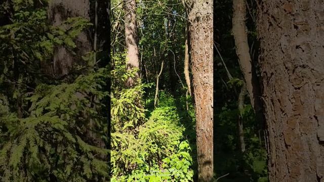 Прогулка в подмосковном лесу. 02.06.2025 смотреть онлайн