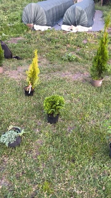 Расстановка туй смарагд, голден смарагд, даники, Мирьям и можжевельников перед посадкой смотреть онлайн