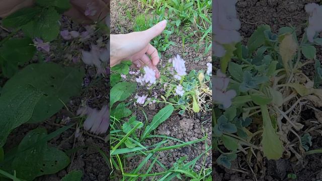 Обзор одного из моих миксбордеров смотреть онлайн