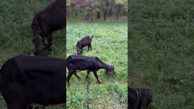 Как и чем кормить козу перед окотом. Коза перед окотом. Правильное кормление коз. Что нельзя козам смотреть онлайн