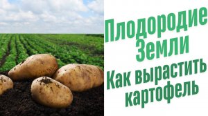 Как вырастить картофель.