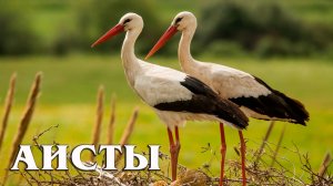 Белый Аист: Птица, которая Приносит Счастье | Интересные факты про аистов
