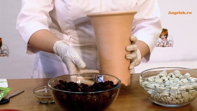 Цимбидиум Айс каскад (Cymbidium Ice Cascade)