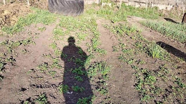 Влог 3 мая 2025/огород/Алтайский край