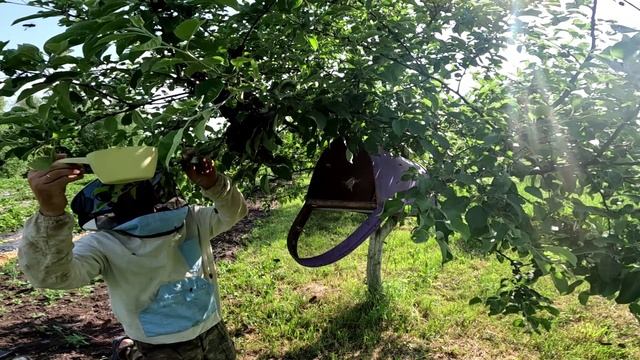 Два роя в одну роевню. смотреть онлайн