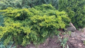 Можжевельник Олд Голд