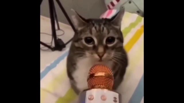 Давай, поори в микрофон