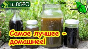 ЧТОБЫ ОГУРЦОВ и ПОМИДОРОВ БЫЛО МОРЕ, поливайте их этим домашним средством. Не тратьте деньги зря!