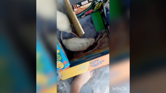 лабиринт для крыс! лабиринт для крыс Рома и Злата! смотреть онлайн
