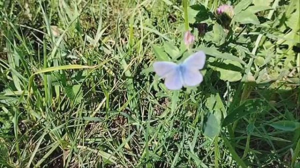 Стоп музыка