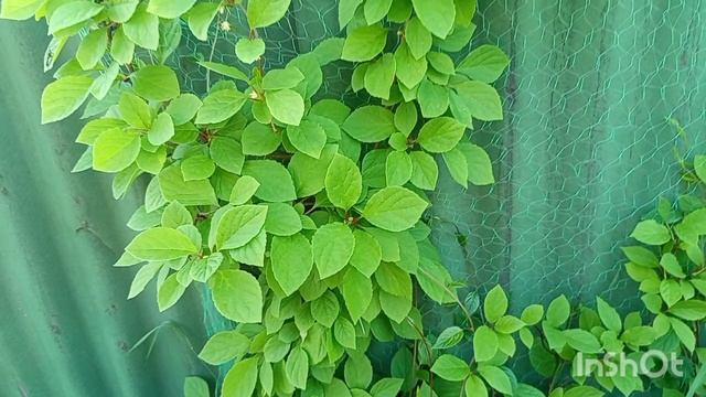 С самого утра началась гроза. Стоит жара ,и я незнаю чем себя занять. смотреть онлайн