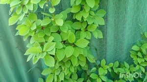 С самого утра началась гроза. Стоит жара ,и я незнаю чем себя занять.