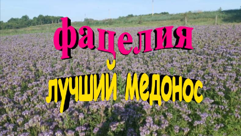Фацелия цветет. Лучший медонос в безвзяточный период смотреть онлайн