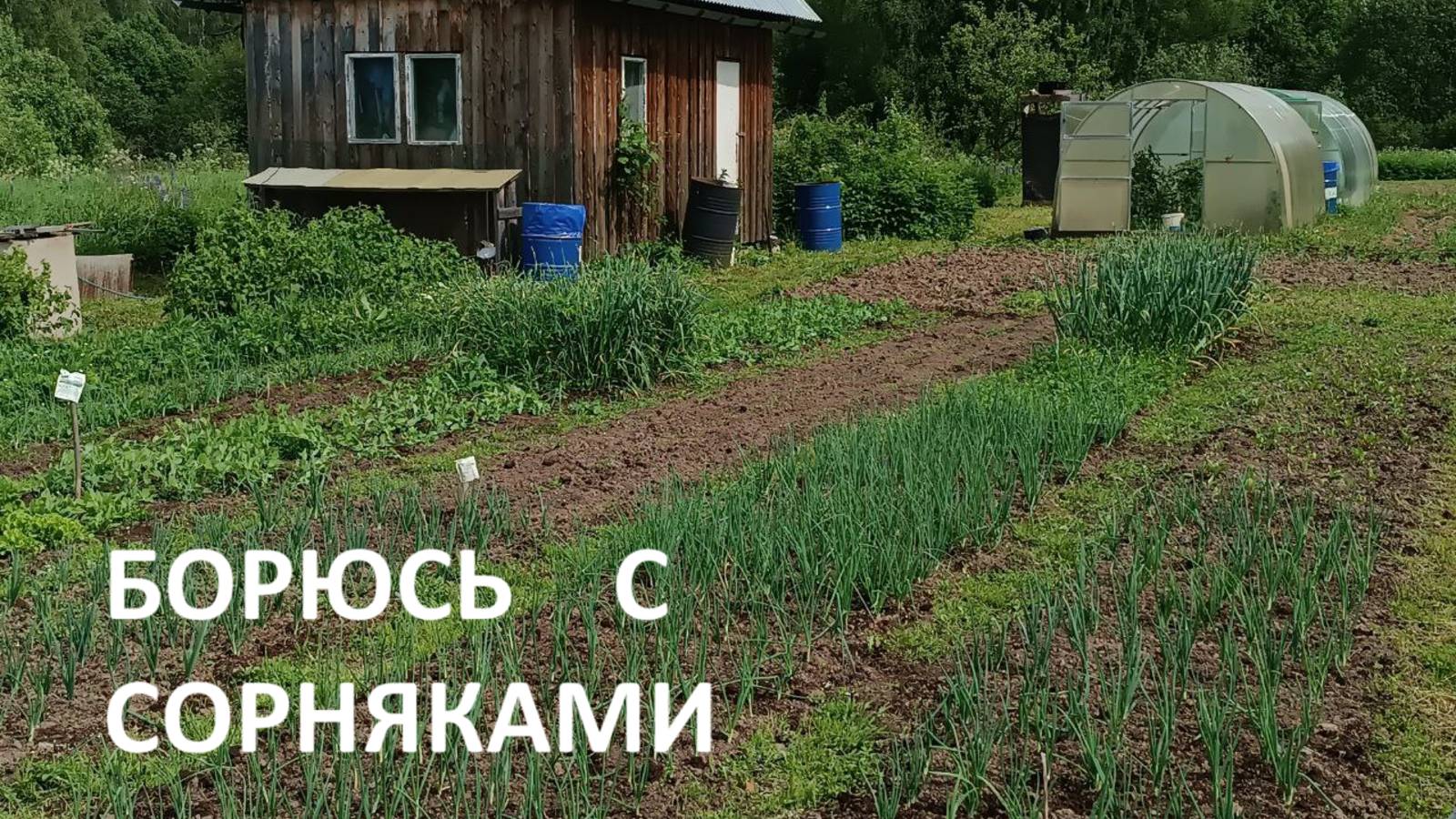 Борюсь с сорняками//резко похолодало//прогулка на речку// красота да и только! смотреть онлайн