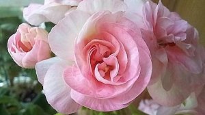 Как легко и быстро укоренить черенок пеларгонии розебудной