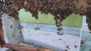 пчелы не хотят принимать матку, мои действия - обновление 10.06.2026