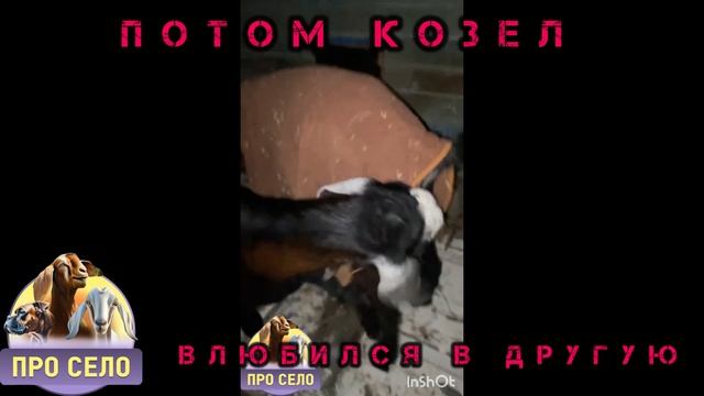 Остросюжетная мелодрама про козью любовь | В наше село