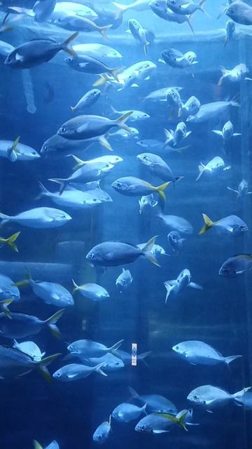 Океанариум