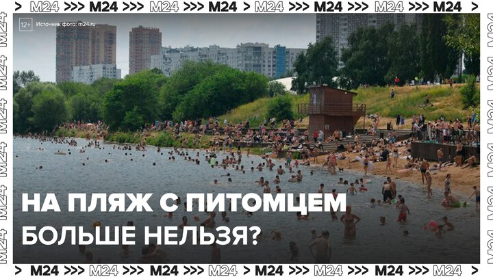 МЧС РФ собирается ограничить пребывание домашних питомцев на пляжах - Москва 24