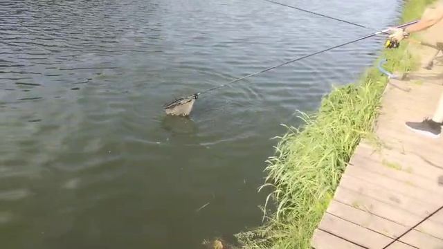Карп смотреть онлайн