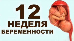 Что происходит с мамой и ребёнком на 12 неделе беременности? 3 месяц беременности. Первый триместр