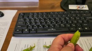 раз горох, два горох! )