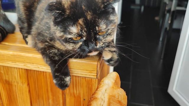 Кофе-брейк с любимушами☕😸🥐 смотреть онлайн