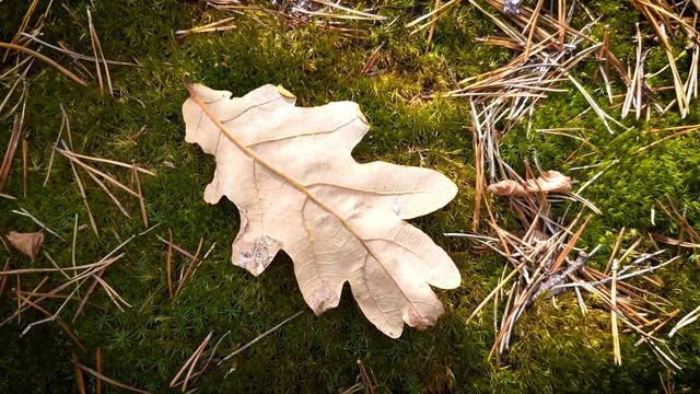 Болгария 2024 / Фильм Пятый // Мегалит Врата Богов /// Съем? смотреть онлайн