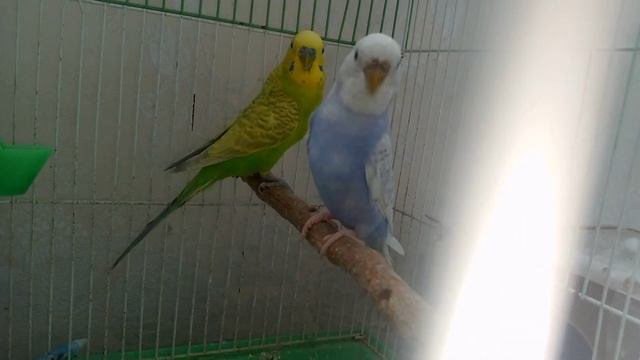 Песня-Bang bang bang- по версии-BIG BLACK SHABEN смотреть онлайн