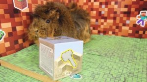 Морская свинка Бузя и Кузя: Майнкрафт - Челлендж - 24 Ча