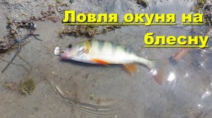 Ловля окуня на вертушку