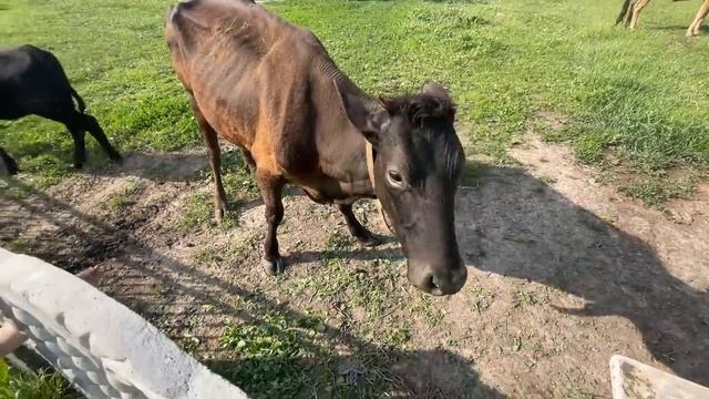 Откуда все берется？ И как с этим бороться？ Вот это техни смотреть онлайн