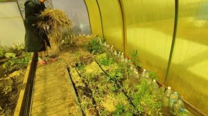 Чтобы томатов было много, мульчирую.