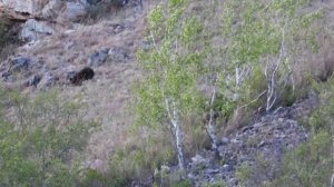 Медведица с медвежатами в Сохондинском заповеднике