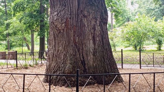 200 - летний дуб, город Тамбов