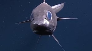 10 Самых Невероятных Обитателей Марианской Впадины