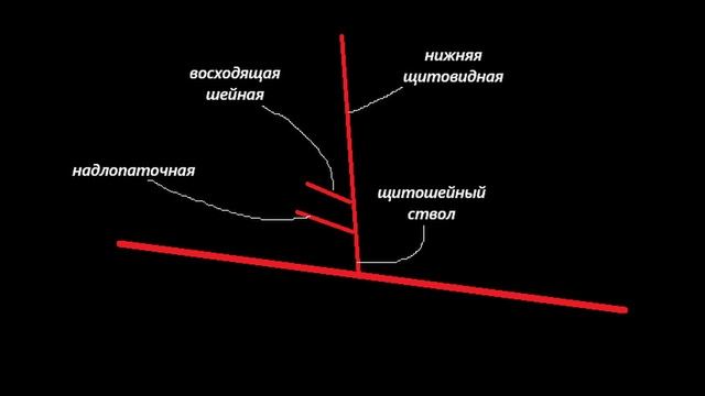 ПОДКЛЮЧИЧНАЯ АРТЕРИЯ - анатомия, топография, ветви
