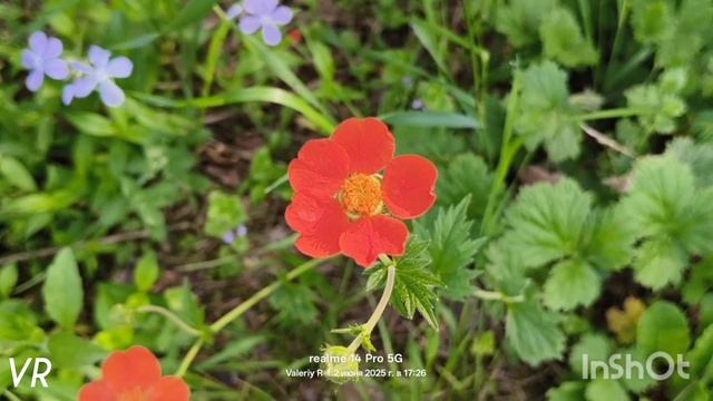 Цветы Подмосковья: флокс, дицентра, гравилат, примула (первоцвет) 02.06.2025 смотреть онлайн
