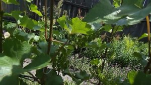 23. Виноград "Кодрянка" начинает цвести. 10 июня 2025 год.