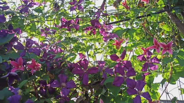 Цветут клематисы! смотреть онлайн