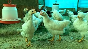 Вылечила у цыплёнка вздутие зоба