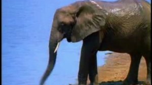 Винни пух Леруа Мерлен глава 1