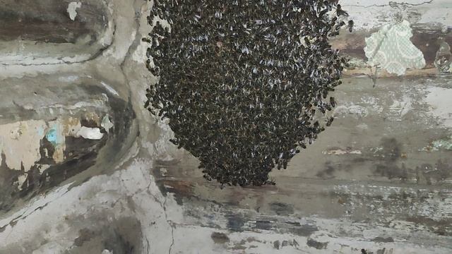 Рой на гвозде. смотреть онлайн