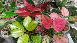 Летний обзор моих комнатных растений☀️☘️🌸 Начало😉💕